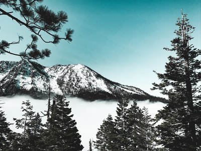 The day is snow mountain near the green pine trees
